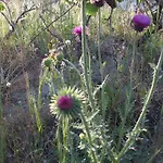 Konukevi Anatolia Cave Göreme