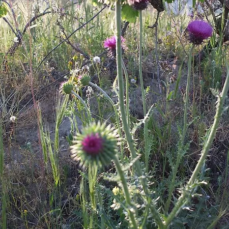 Affittacamere Anatolia Cave Göreme