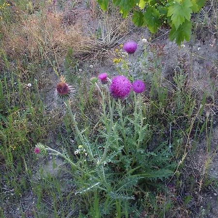 Pensión Anatolia Cave