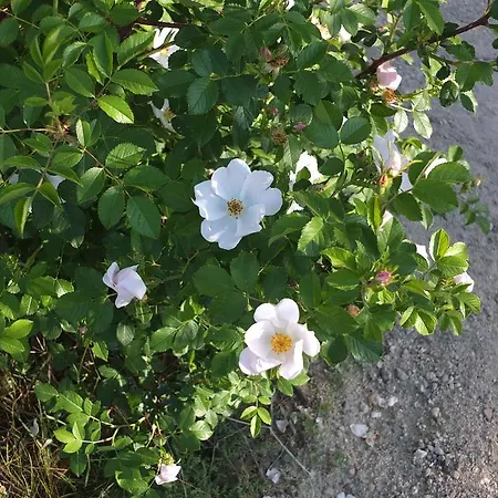 Anatolia Cave Göreme