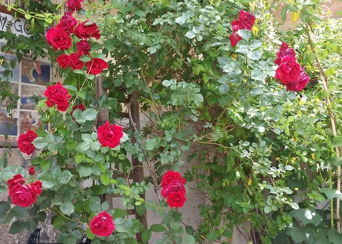 ゲストハウス Anatolia Cave 2*