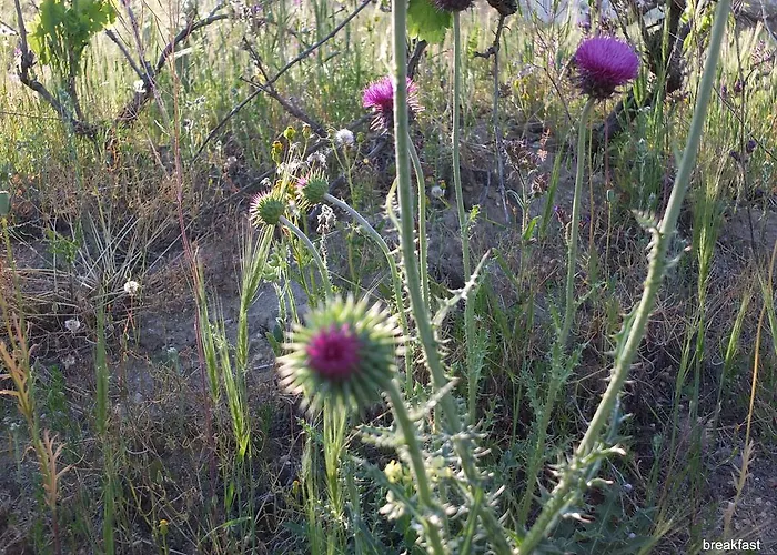 Gasthuis Anatolia Cave Göreme