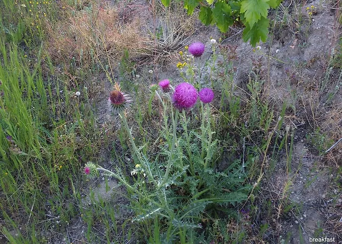 ゲストハウス Anatolia Cave