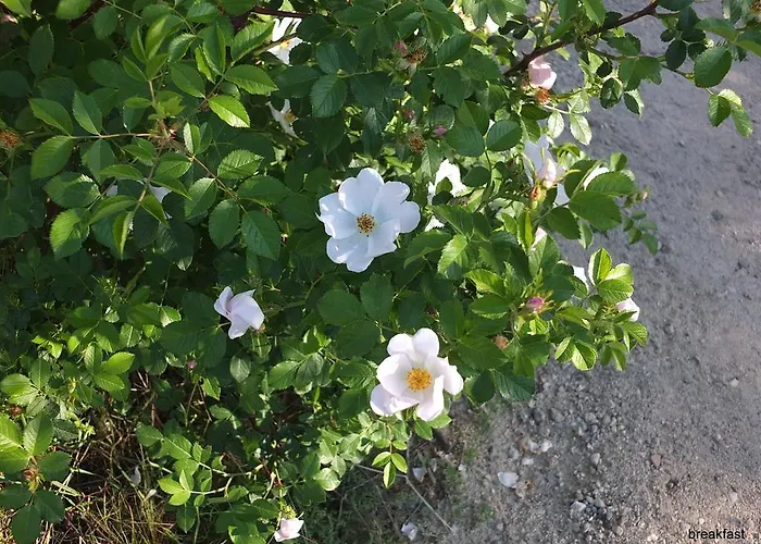 Anatolia Cave Göreme